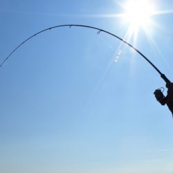 Fisherman Dreams DI 釣果