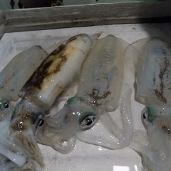 フィッシングボート空風(そらかぜ) 釣果