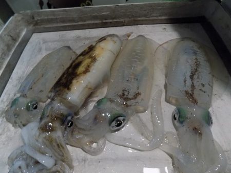 フィッシングボート空風(そらかぜ) 釣果