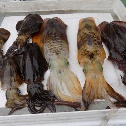 フィッシングボート空風(そらかぜ) 釣果