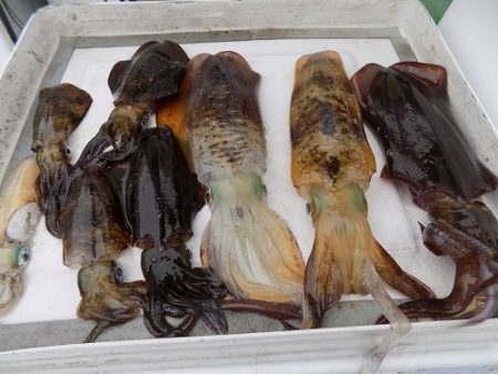 フィッシングボート空風(そらかぜ) 釣果