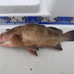 フィッシングボート空風(そらかぜ) 釣果