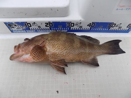 フィッシングボート空風(そらかぜ) 釣果