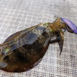 Fisherman Dreams DI 釣果