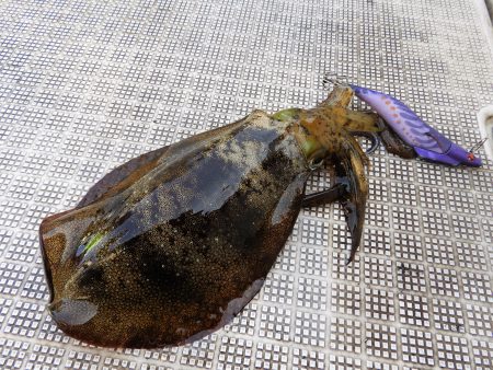 Fisherman Dreams DI 釣果