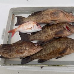 フィッシングボート空風(そらかぜ) 釣果