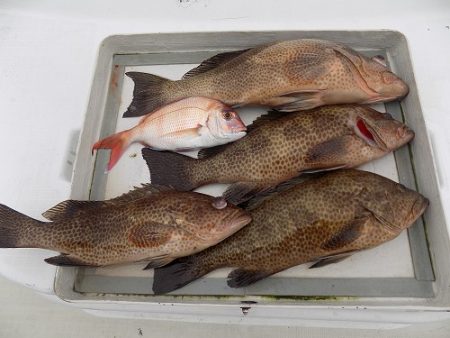 フィッシングボート空風（そらかぜ） 釣果