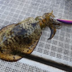 Fisherman Dreams DI 釣果