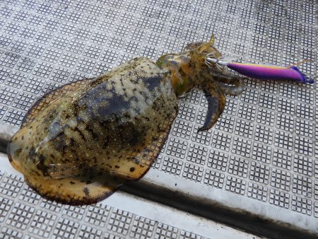 Fisherman Dreams DI 釣果