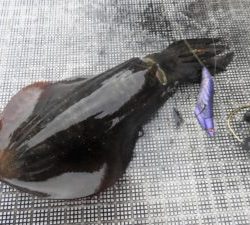 Fisherman Dreams DI 釣果