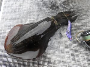 Fisherman Dreams DI 釣果