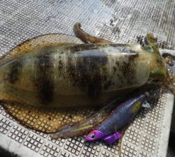 Fisherman Dreams DI 釣果