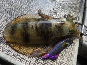 Fisherman Dreams DI 釣果