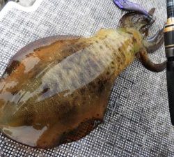 Fisherman Dreams DI 釣果