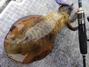 Fisherman Dreams DI 釣果