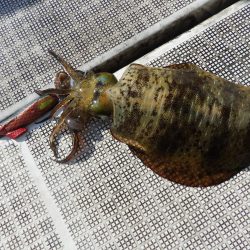 Fisherman Dreams DI 釣果