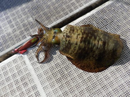 Fisherman Dreams DI 釣果