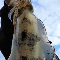 Fisherman Dreams DI 釣果