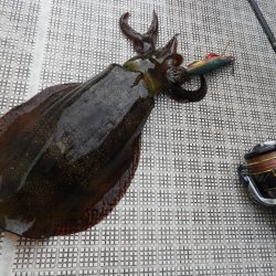 Fisherman Dreams DI 釣果