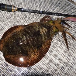 Fisherman Dreams DI 釣果