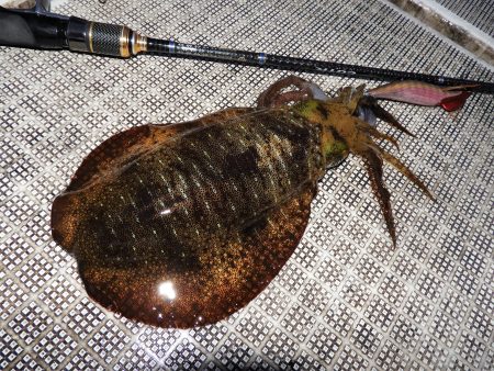 Fisherman Dreams DI 釣果