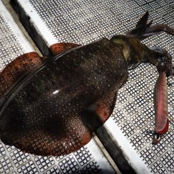 Fisherman Dreams DI 釣果