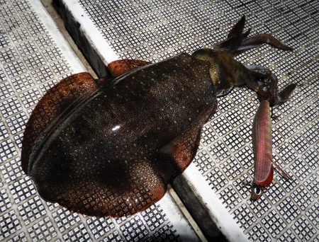 Fisherman Dreams DI 釣…