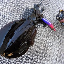 Fisherman Dreams DI 釣果