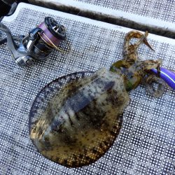 Fisherman Dreams DI 釣果