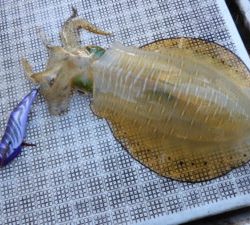 Fisherman Dreams DI 釣果