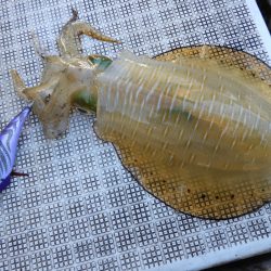 Fisherman Dreams DI 釣果