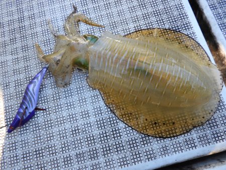 Fisherman Dreams DI 釣…