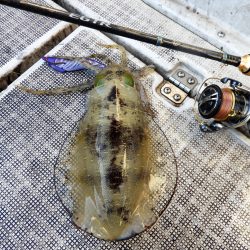 Fisherman Dreams DI 釣果