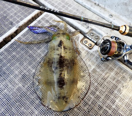 Fisherman Dreams DI 釣果