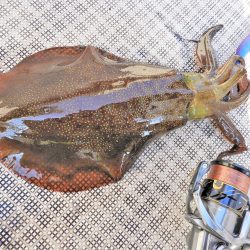 Fisherman Dreams DI 釣果