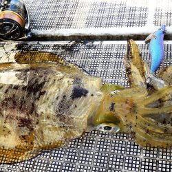 Fisherman Dreams DI 釣果