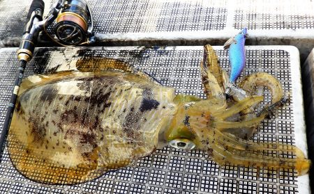 Fisherman Dreams DI 釣果