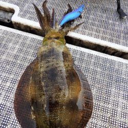 Fisherman Dreams DI 釣果