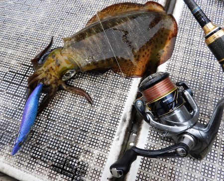 Fisherman Dreams DI 釣果