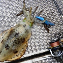 Fisherman Dreams DI 釣果