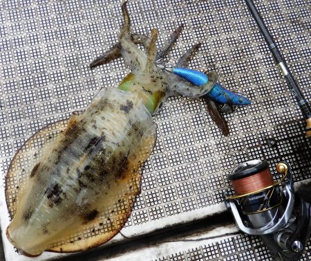 Fisherman Dreams DI 釣果