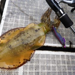 Fisherman Dreams DI 釣果