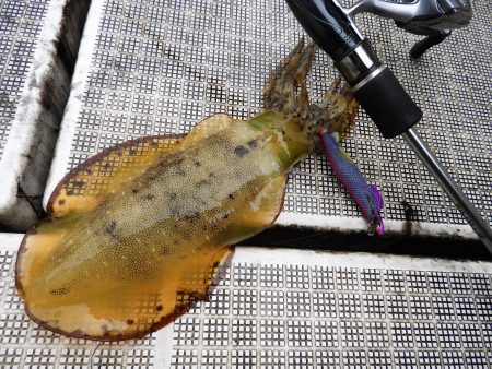 Fisherman Dreams DI 釣…