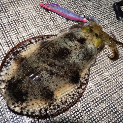 Fisherman Dreams DI 釣果