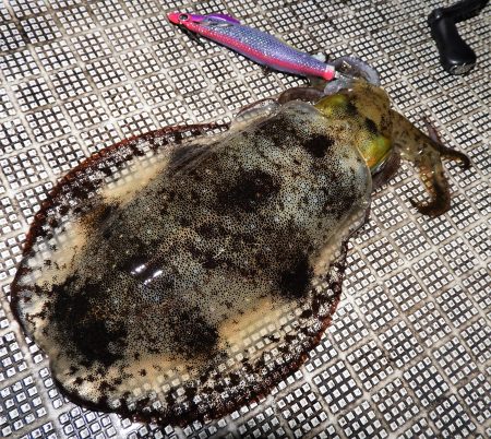 Fisherman Dreams DI 釣果