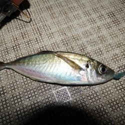 Fisherman Dreams DI 釣果