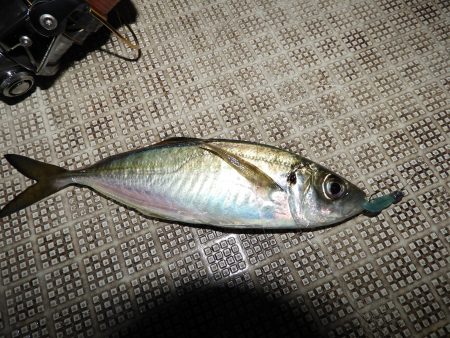 Fisherman Dreams DI 釣果