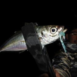 Fisherman Dreams DI 釣果