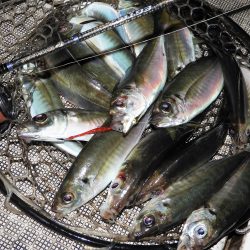 Fisherman Dreams DI 釣果