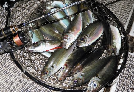 Fisherman Dreams DI 釣果